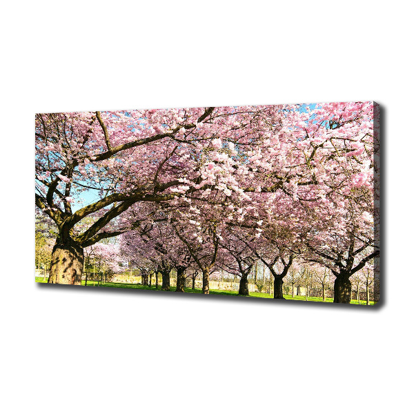 Bild auf leinwand Kirschbäume