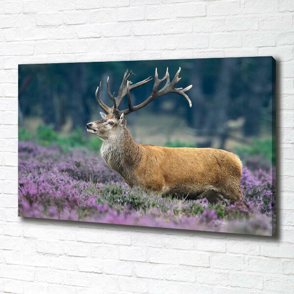 Fotobild Hirsche im Lavendel