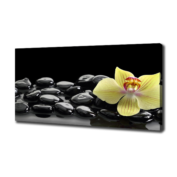 Fotobild Orchidee