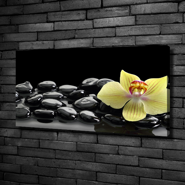 Fotobild Orchidee
