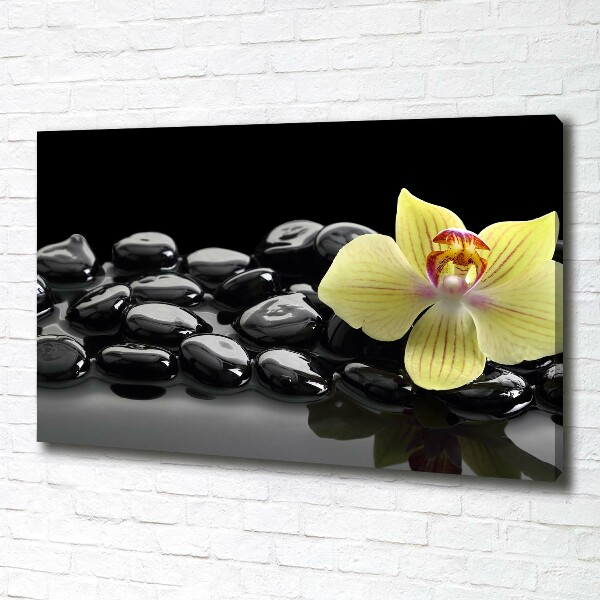 Fotobild Orchidee