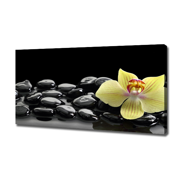 Fotobild Orchidee