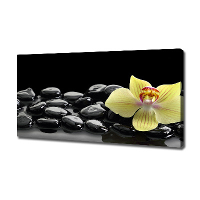 Fotobild Orchidee