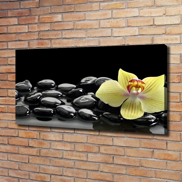 Fotobild Orchidee
