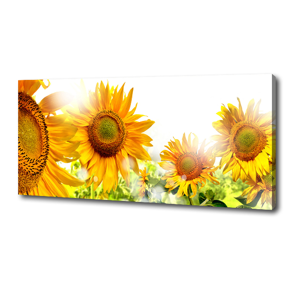 Bild auf leinwand Sonnenblumen