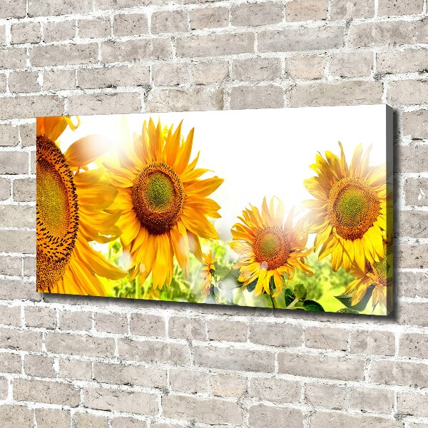 Bild auf leinwand Sonnenblumen