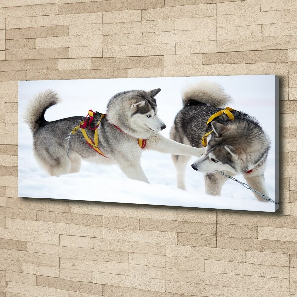 Fotobild Huskys im Winter