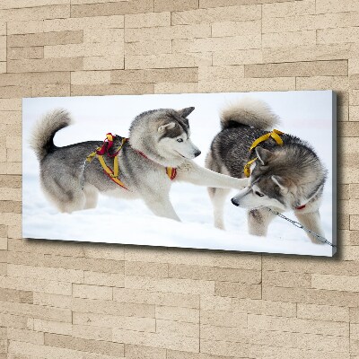 Fotobild Huskys im Winter