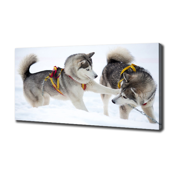 Fotobild Huskys im Winter