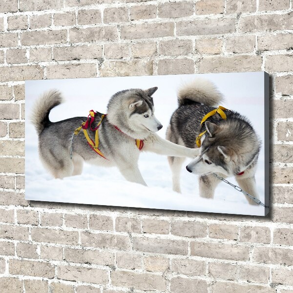 Fotobild Huskys im Winter