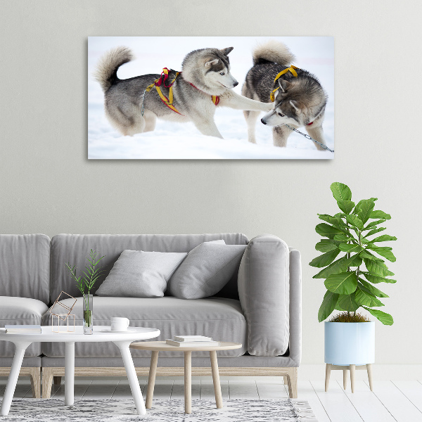 Fotobild Huskys im Winter