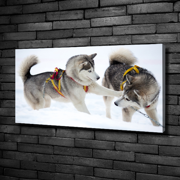 Fotobild Huskys im Winter