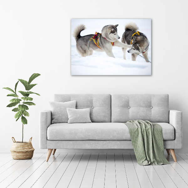 Fotobild Huskys im Winter