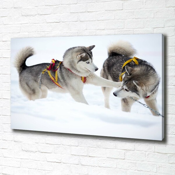 Fotobild Huskys im Winter