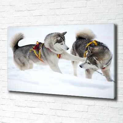 Fotobild Huskys im Winter