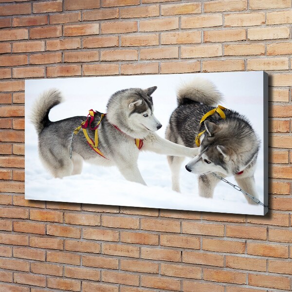 Fotobild Huskys im Winter