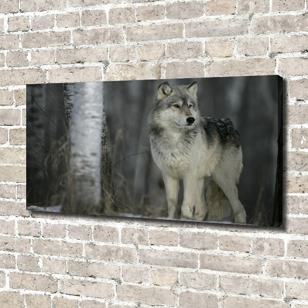 Bild auf leinwand Grauer Wolf