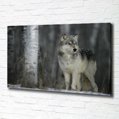 Bild auf leinwand Grauer Wolf