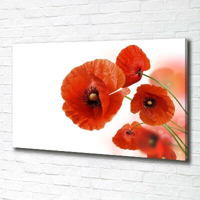 Bild auf leinwand Mohnblumen