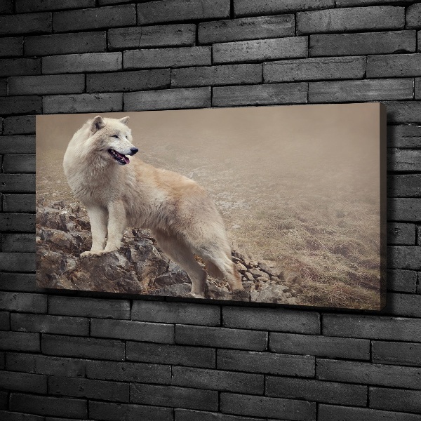 Fotobild Weißer Wolf auf einem Felsen