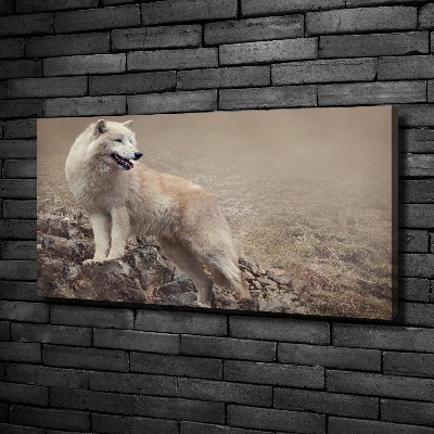 Fotobild Weißer Wolf auf einem Felsen