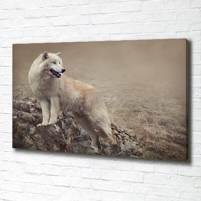 Fotobild Weißer Wolf auf einem Felsen