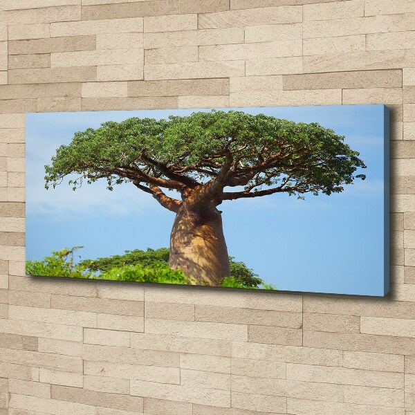 Fotobild Baobab