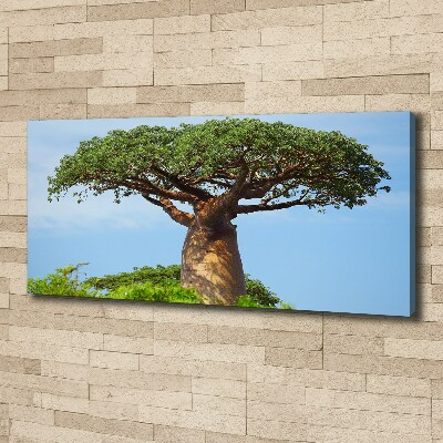 Fotobild Baobab