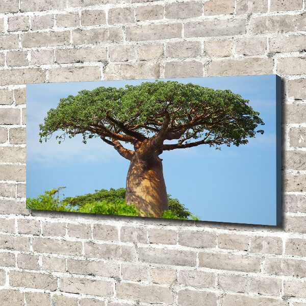 Fotobild Baobab