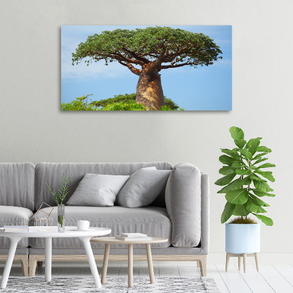 Fotobild Baobab
