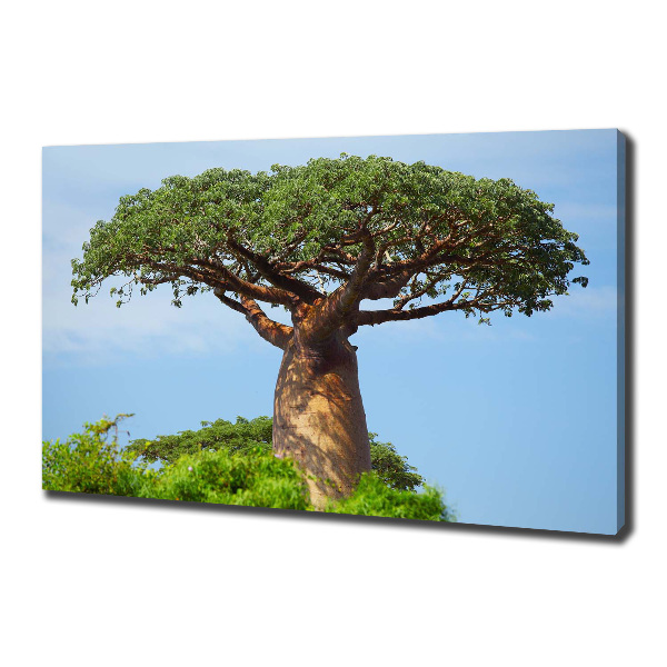 Fotobild Baobab