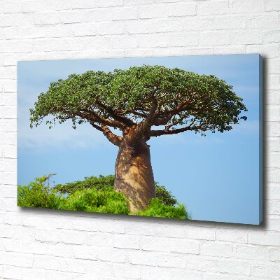 Fotobild Baobab