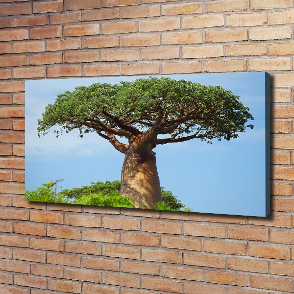 Fotobild Baobab