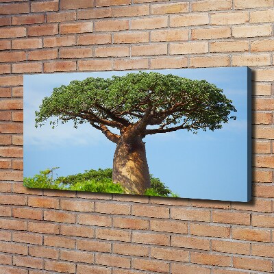 Fotobild Baobab