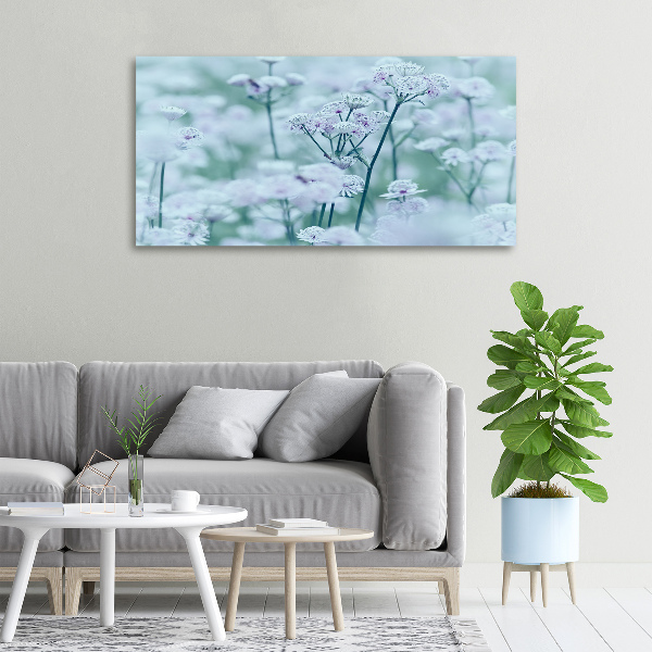 Fotobild Großer Mantelkraut