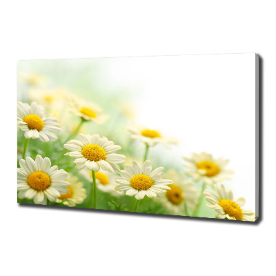 Wandbild Gänseblümchen