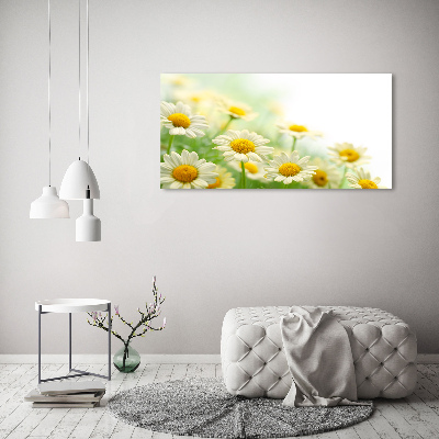 Wandbild Gänseblümchen