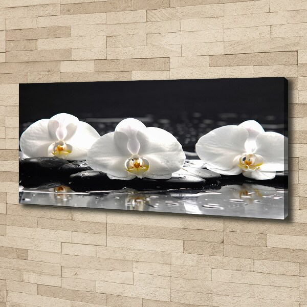 Fotobild Orchidee