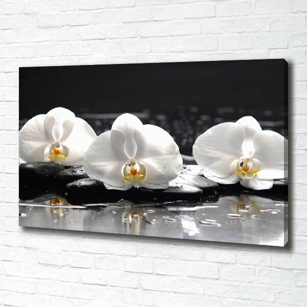 Fotobild Orchidee