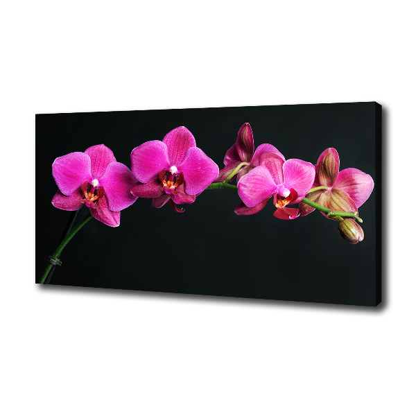 Bild auf leinwand Orchidee