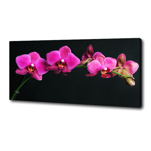 Bild auf leinwand Orchidee