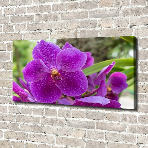 Bild auf leinwand Orchidee