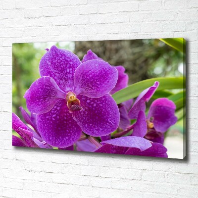 Bild auf leinwand Orchidee