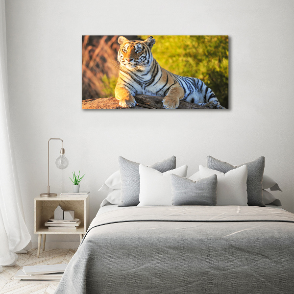 Fotobild Porträt eines Tigers