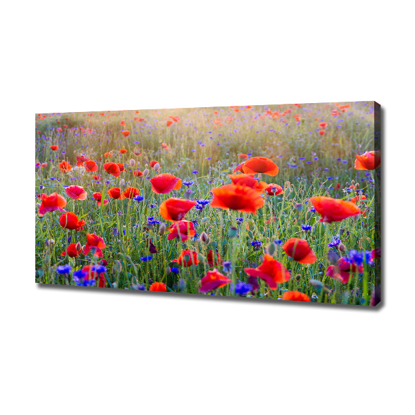 Bild auf leinwand Wildblumen
