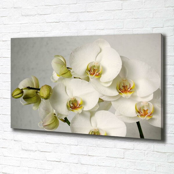 Wandbild Weiße Orchidee