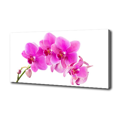 Wandbild Rosa Orchidee