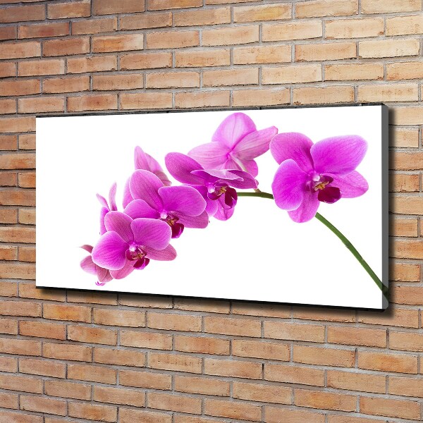 Bild auf leinwand Rosa Orchidee