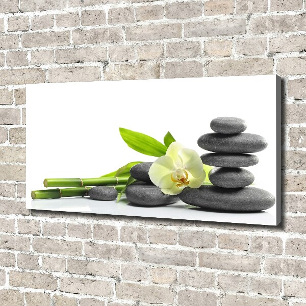 Fotobild Orchidee