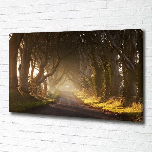 Wandbild Nebel im Wald